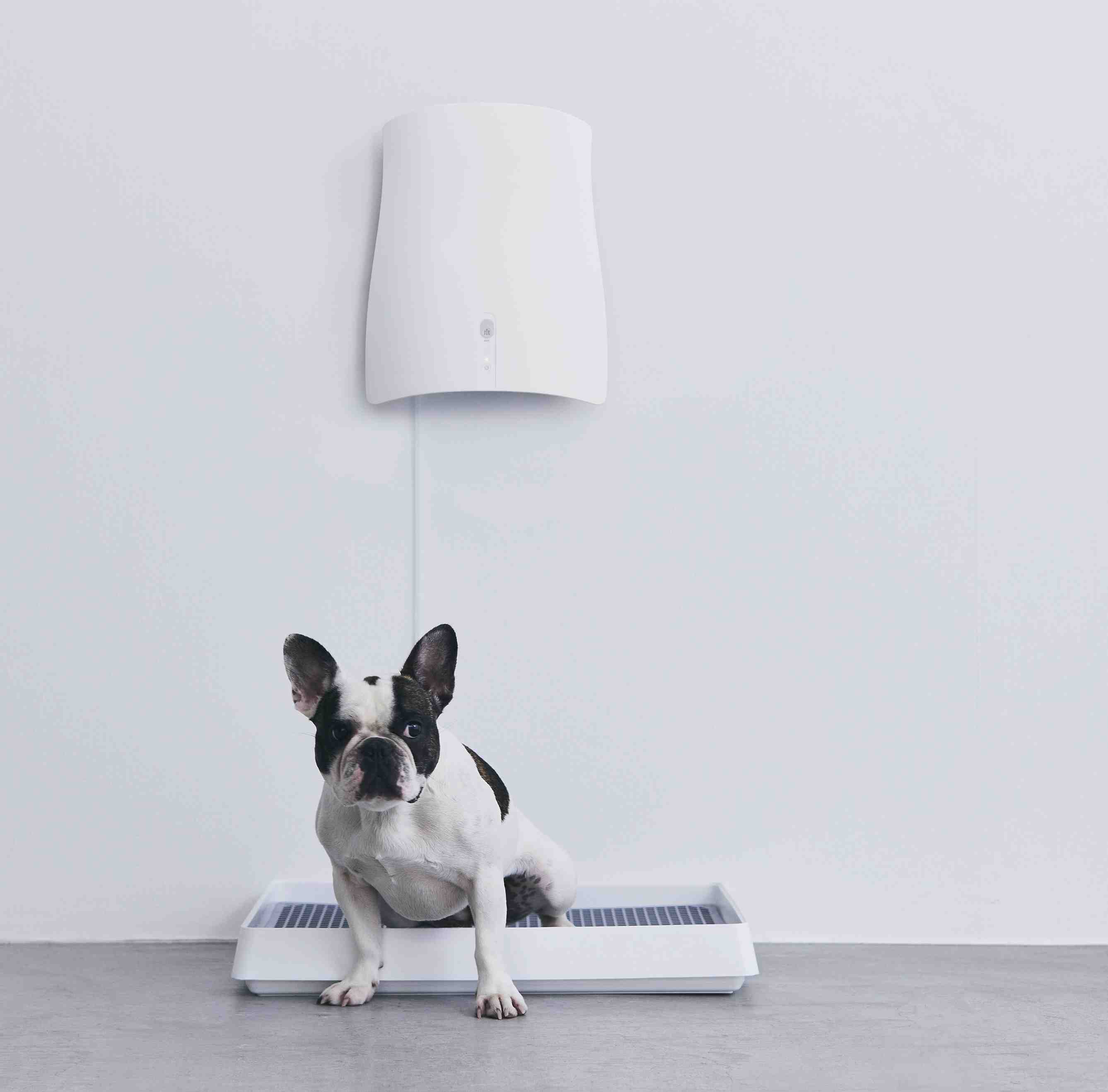 サンスターが除菌脱臭機「QAIS-air-」からペットのトイレ臭に特化した  