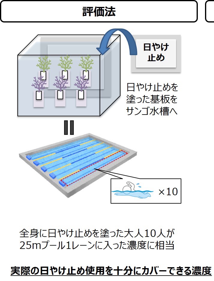 コーセーが専門家と連携し、日やけ止めの使用がサンゴの生育に与える影響を確認できる評価法を確立